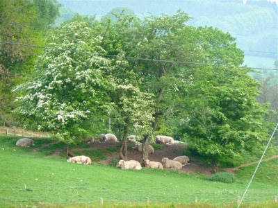 Holistic Health. sheep under trees 